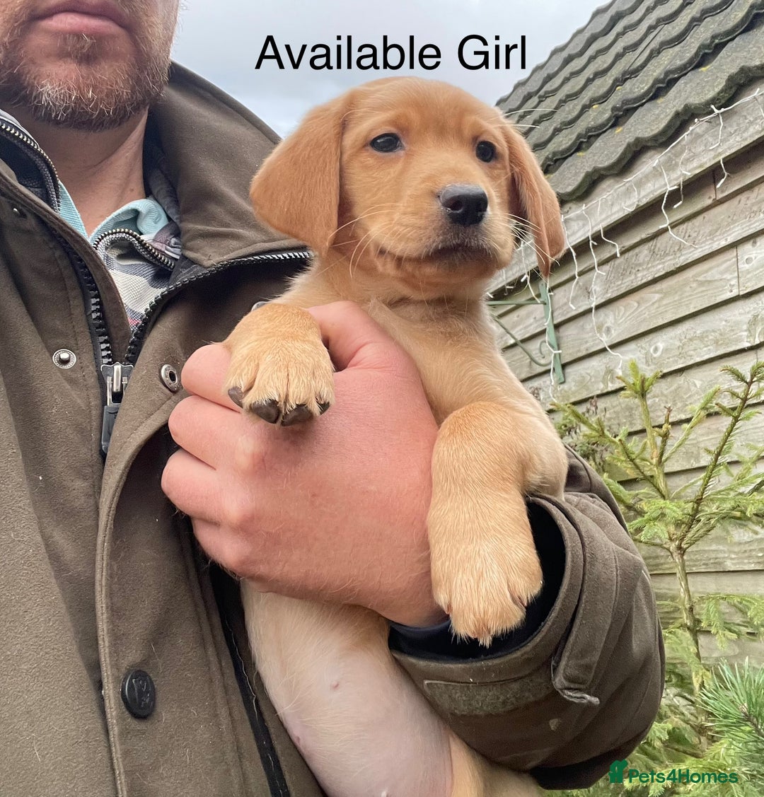 Labrador Retriever dogs for sale: KC Reg Fox Red/Yellow Labrador Pups Health Tested  - Advert 2