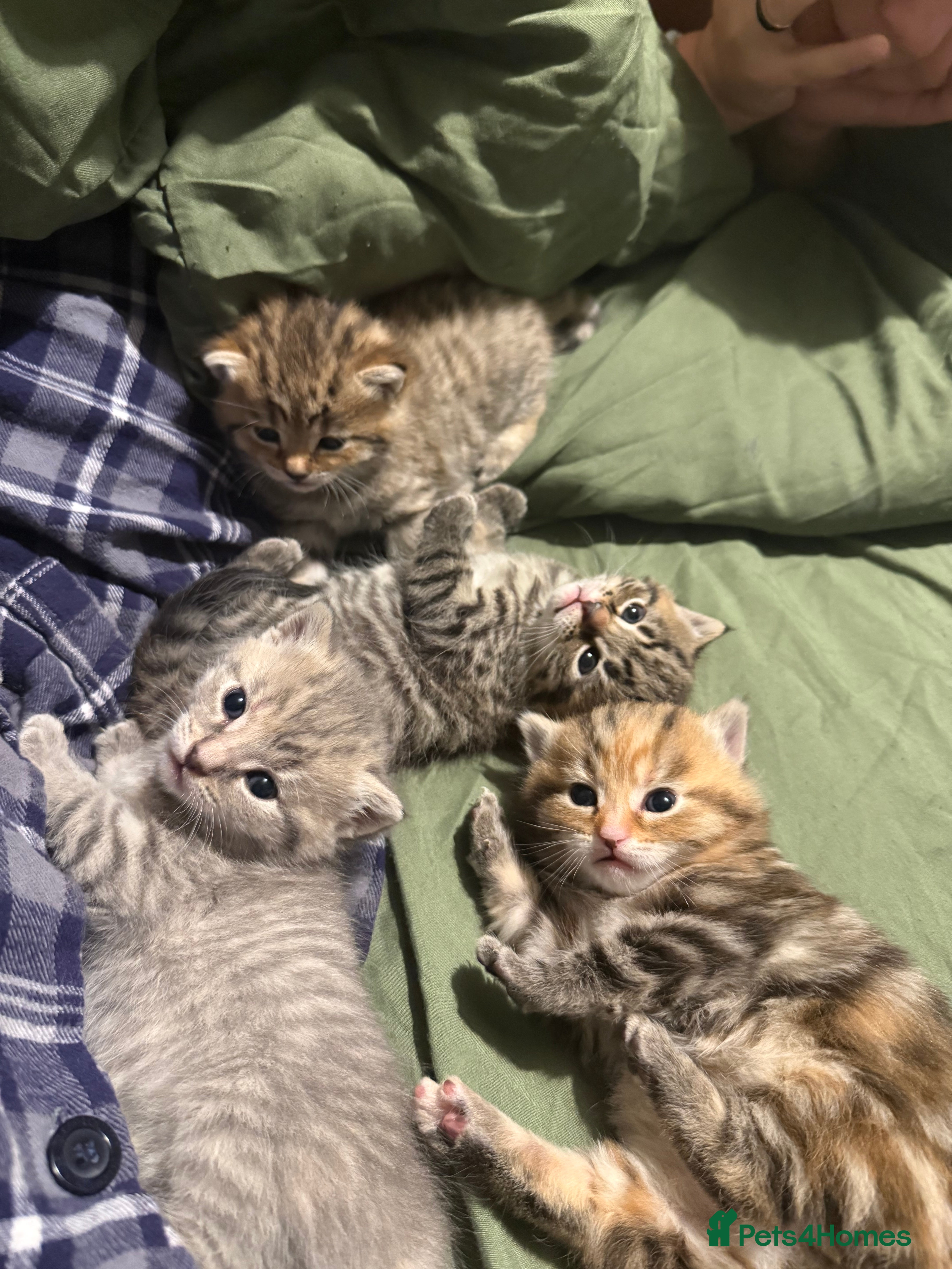 Mixed Breed cats 4 beautiful kittens for sale 🐱 - Advert 1
