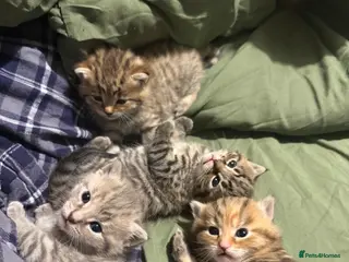 Mixed Breed cats 4 beautiful kittens for sale 🐱 - Advert 2