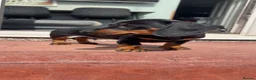 Miniature Dachshund dogs for sale: Dachshund miniature pup - Advert 7