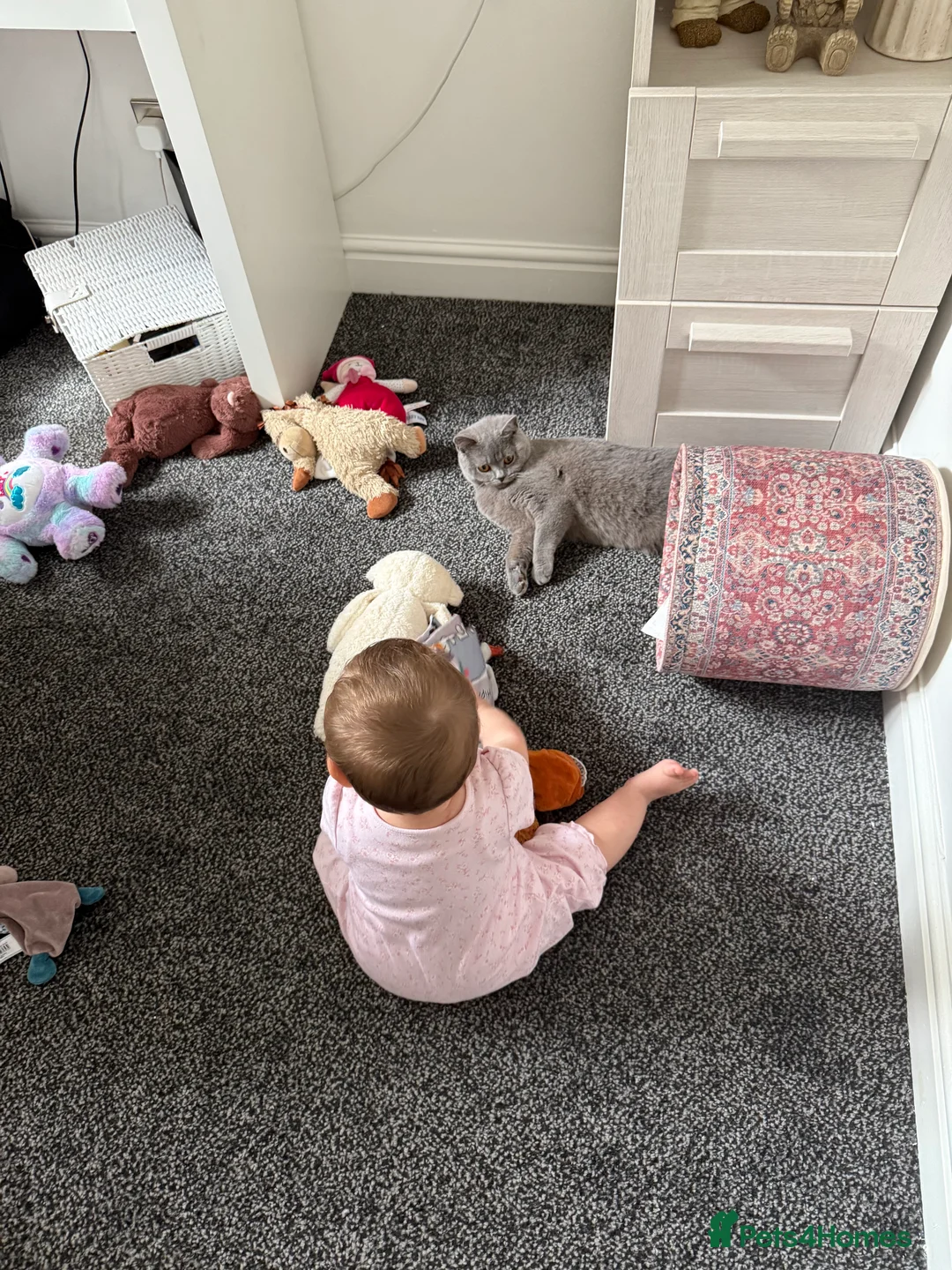 British Shorthair cats for sale: Nina The British shorthair  - Advert 6