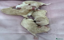 Maltipoo dogs for sale: 5 girls. fully DNA & health tested clear parents.  - Advert 18