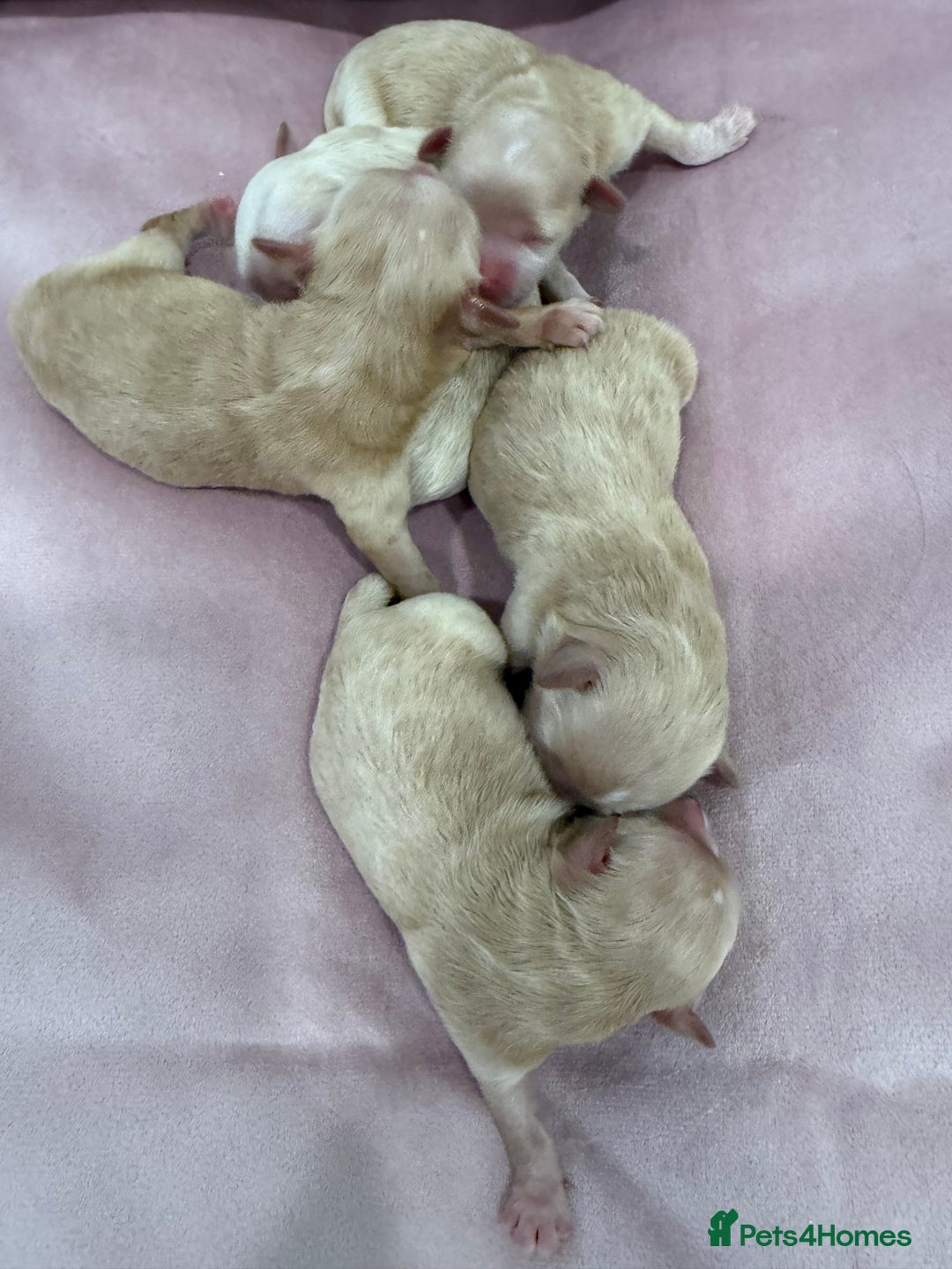 Maltipoo dogs for sale: 5 girls. fully DNA & health tested clear parents.  - Advert 18
