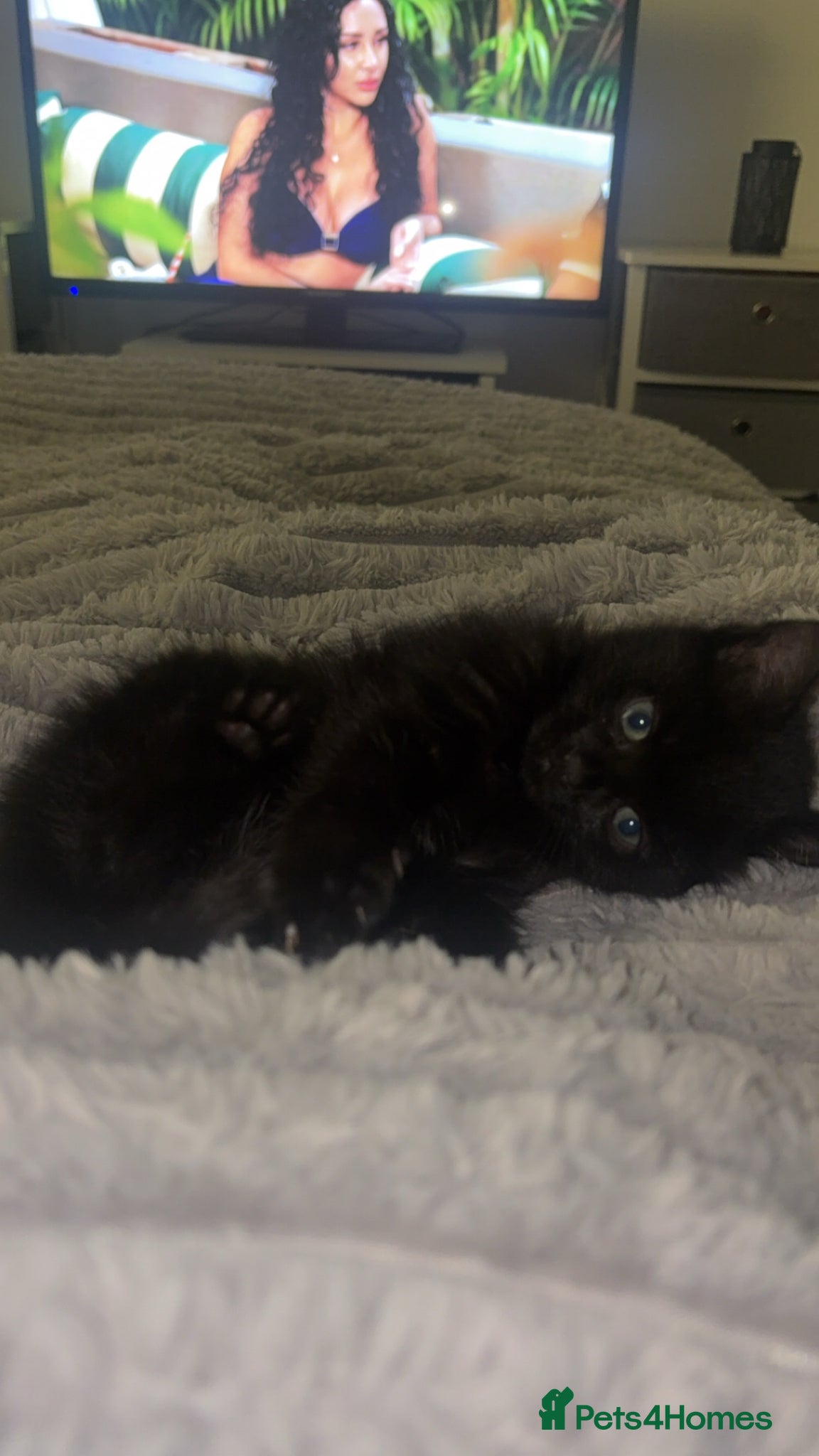 Mixed Breed cats for sale: Black Kitten  - Advert 2