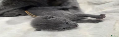 Russian Blue 2