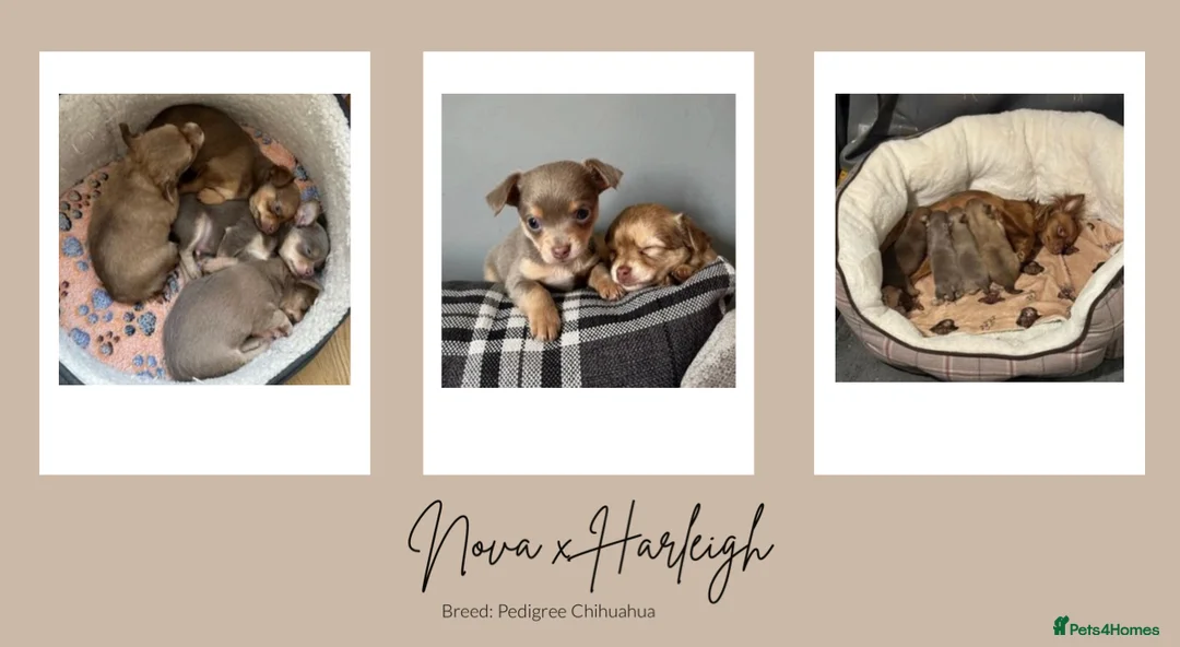 Chihuahua dogs for stud: Unique Chihuahua for Stud 🐾 in Southampton - Advert 36