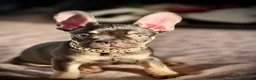 French Bulldog dogs for sale: French bulldog  - Advert 2