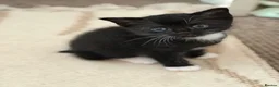 Mixed Breed cats for sale: Kittens Looking for Their Forever Homes!  - Advert 4
