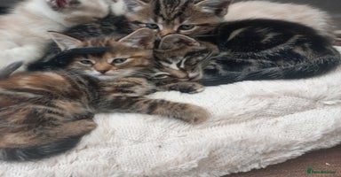 Mixed Breed cats - Advert 14