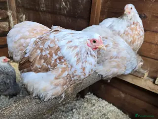 Chickens poultry Pekin Bantam Pullets - Advert 6