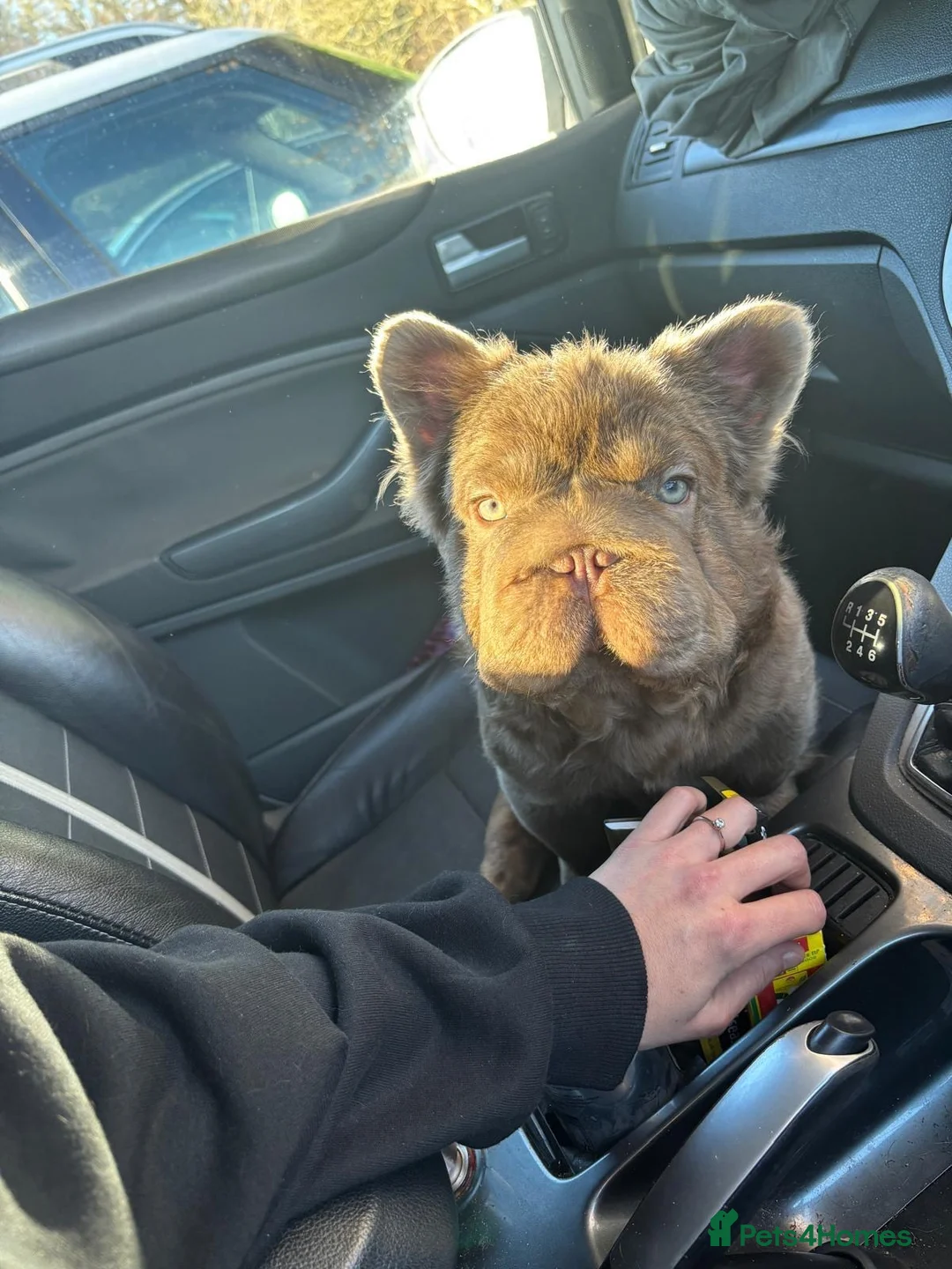 French Bulldog dogs for sale: Fluffy Frenchbulldog male  in Gravesend - Advert 2