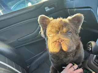 French Bulldog dogs Fluffy Frenchbulldog male - Advert 15