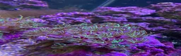 Other/Mixed Breed fish for sale: Marine fish, corals and equiptment for sale - Advert 11