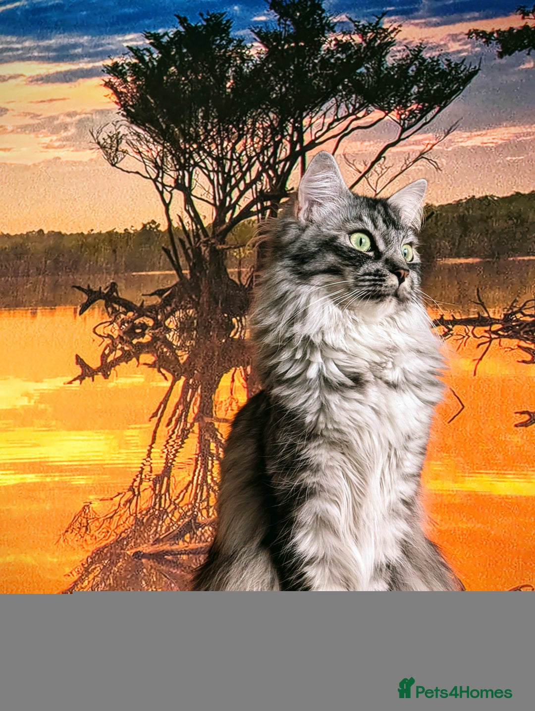 Maine Coon cats for sale: Beautiful Maine Coon kittens  - Advert 2