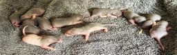 Rat rodents for sale: Beautiful short-haired baby rats 🐀 - Advert 3