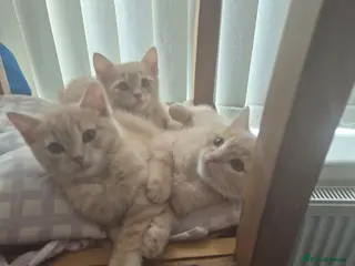 Mixed Breed cats Grey Scottish Shorthair mixed breed kittens - Advert 9