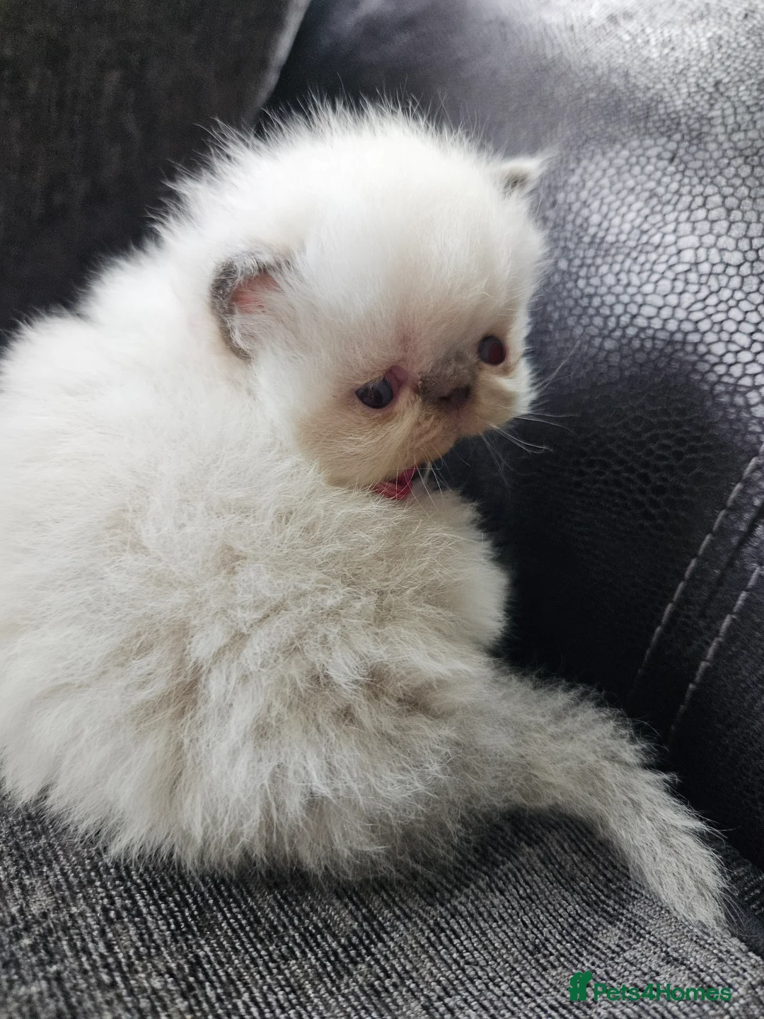 Persian cats for sale: 😻Stunning Pedigree Persian Kittens 😻 - Advert 15