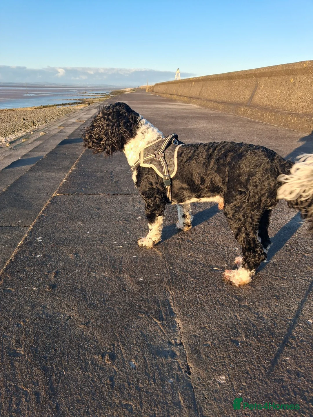Mixed Breed dogs for sale: Lucky - Advert 2