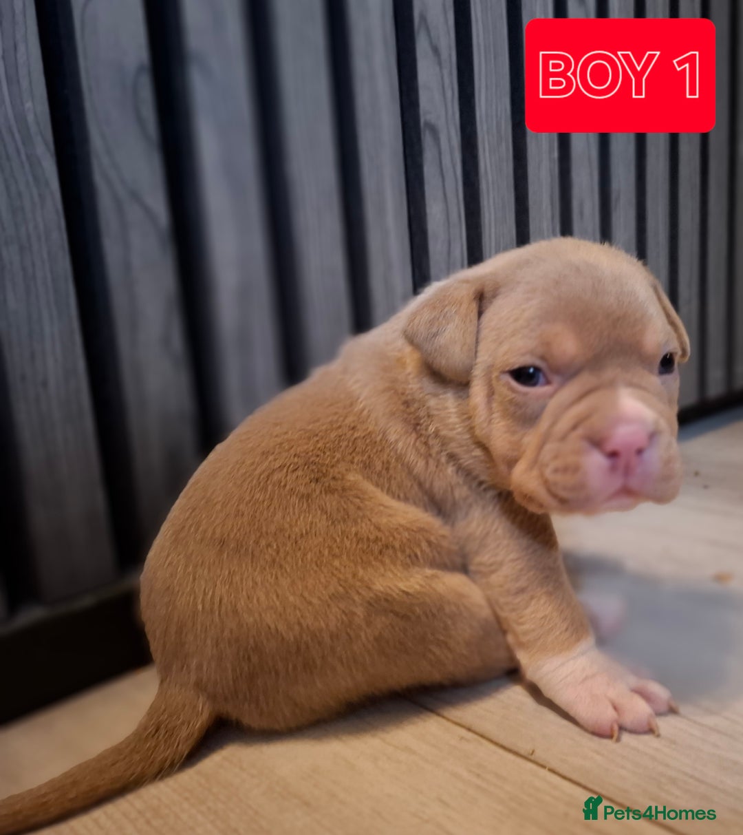 American Bully dogs for sale: AMERICAN BULLY PUPPIES 🐶  - Advert 2