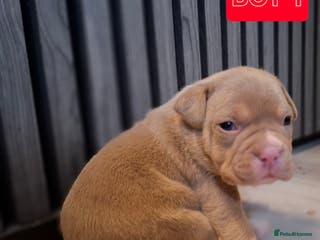 American Bully dogs AMERICAN BULLY PUPPIES 🐶 - Advert 1