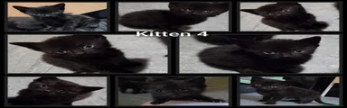 Kitten 4