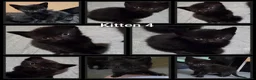 Domestic Shorthair cats for sale: 5 Beautiful female kittens for sale  - Advert 27