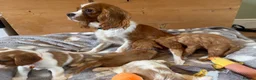 Cavalier King Charles Spaniel dogs for sale: Health tested and KC Registered  - Advert 4