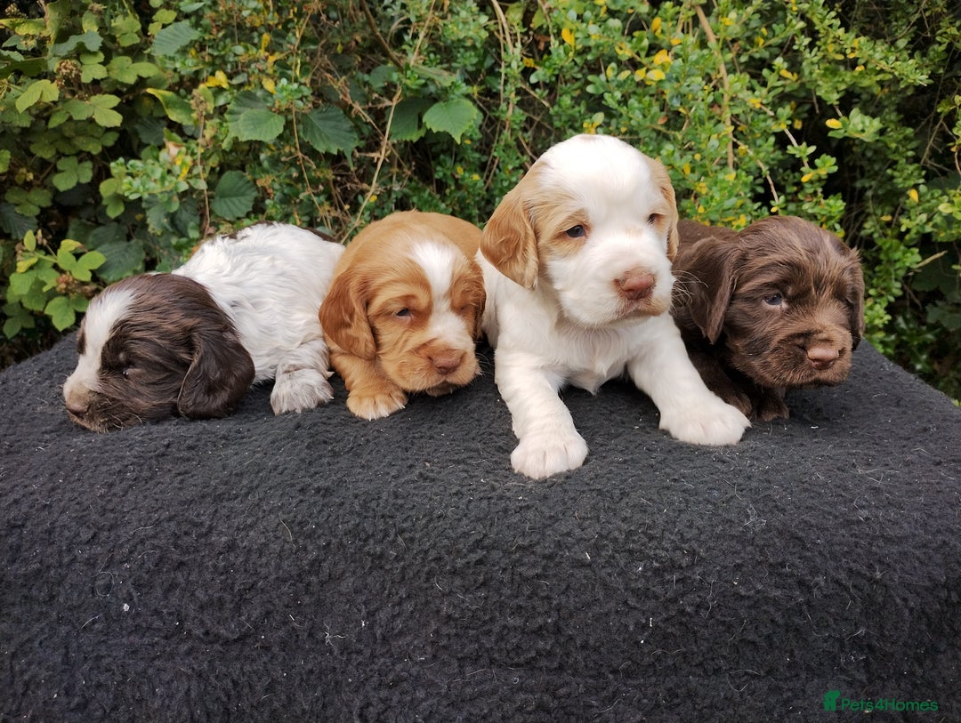 Cocker Spaniel dogs for sale: Cocker Spaniel Puppies - Image 3