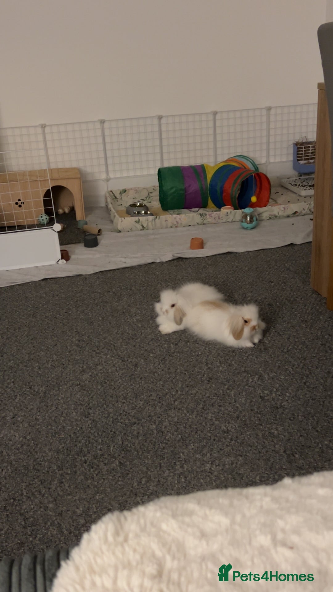 Mini Lion Lop rabbits for sale: Double lopped lion head  - Advert 1