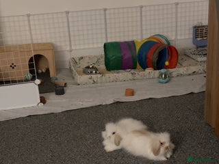 Mini Lion Lop rabbits Double lopped lion head - Advert 1