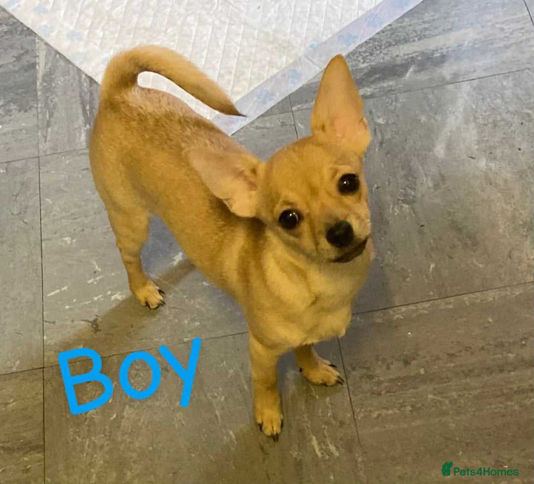 Mixed Breed dogs for sale: Jack x Chi x Poms - Advert 3