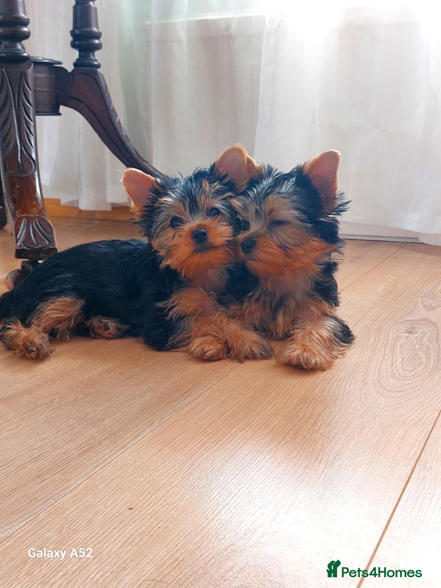 Yorkshire Terrier dogs Yorkshire Terrier Puppies Looking for Loving Homes - Advert 10