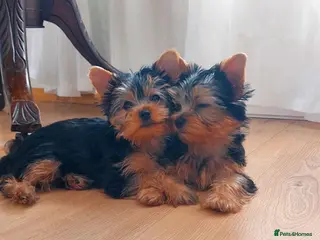 Yorkshire Terrier dogs Yorkshire Terrier Puppies Looking for Loving Homes - Advert 10