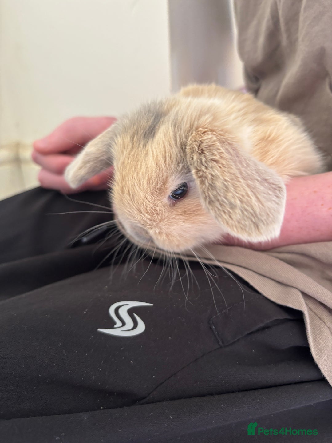 Mini Lop rabbits for sale: Mini Lops - Image 7