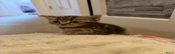 British Shorthair cats for sale: British short hair kittens - Advert 4