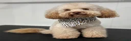Cockapoo dogs for sale: 🤎7 puppies 🐶 for sale 🤎 stunning parents 🤎🤎 - Advert 3