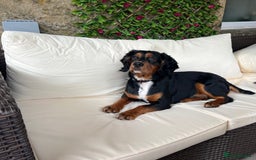Cocker Spaniel dogs for stud: Black/Tan Cocker Spaniel Stud - Image 8