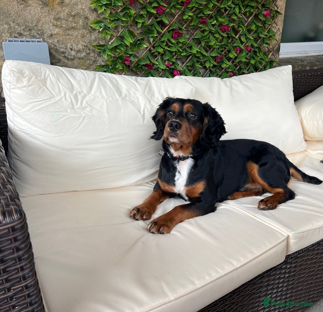 Cocker Spaniel dogs for stud: Black/Tan Cocker Spaniel Stud - Image 8
