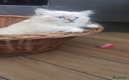 Siberian cats for sale: Hypoallergenic Siberian Neva Masquerade kitten - Image 8