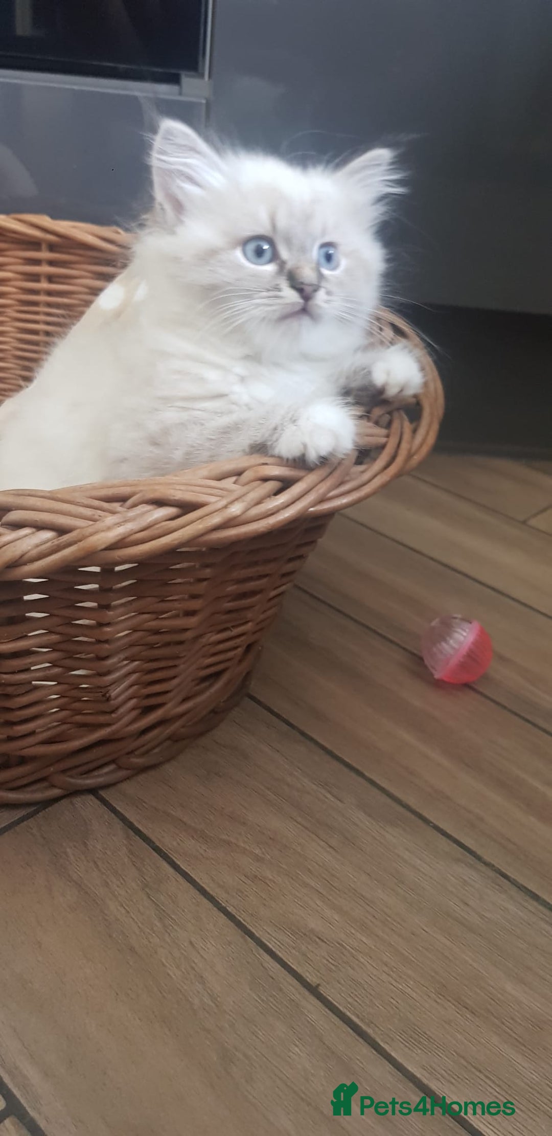 Siberian cats for sale: Hypoallergenic Siberian Neva Masquerade kitten - Image 8