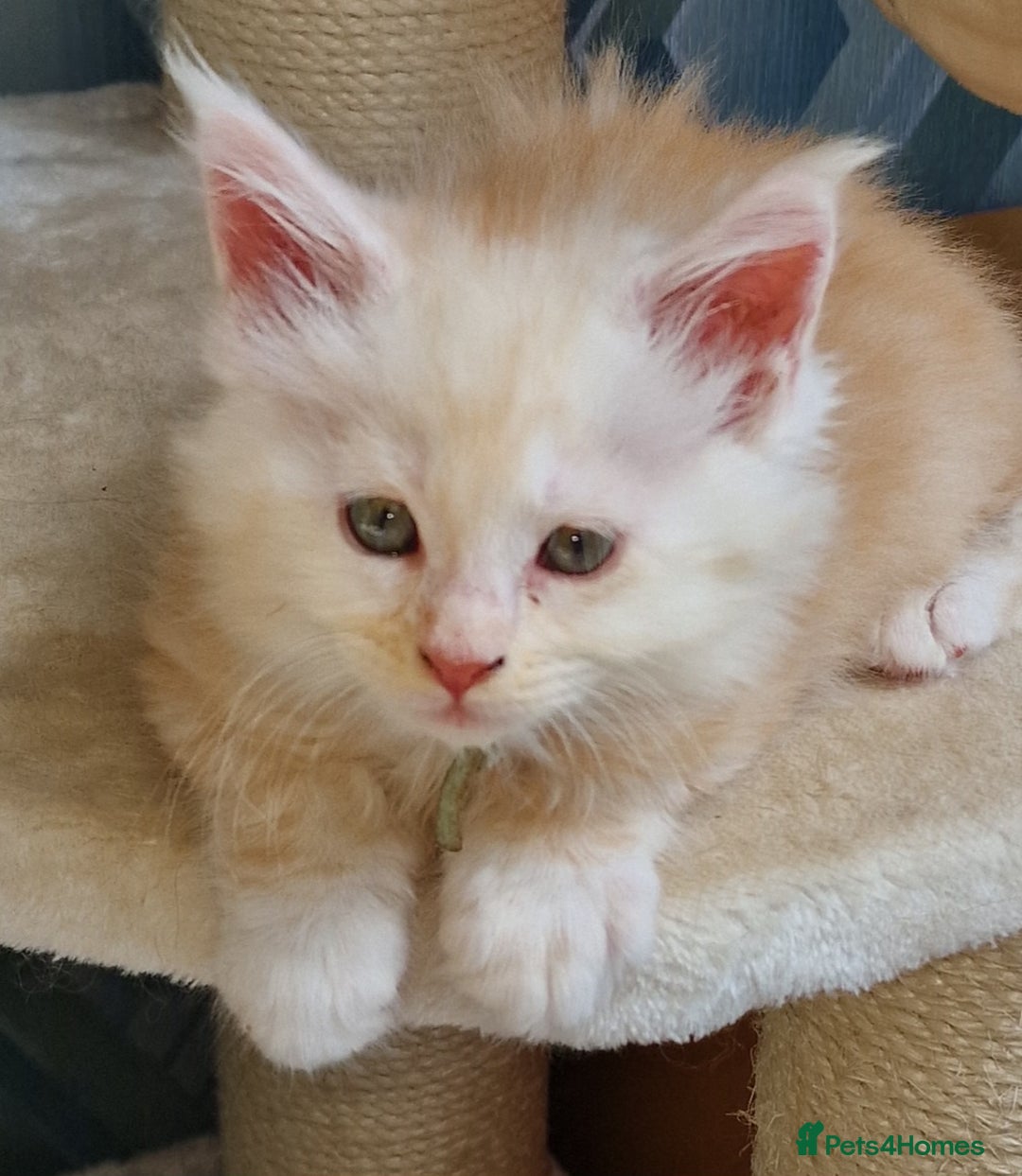 Maine Coon cats for sale: Beautiful Fluffy Maine Coon Kittens - Image 20