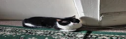 Mixed Breed cats for sale: Simba and Rambo looking for good home - Advert 10