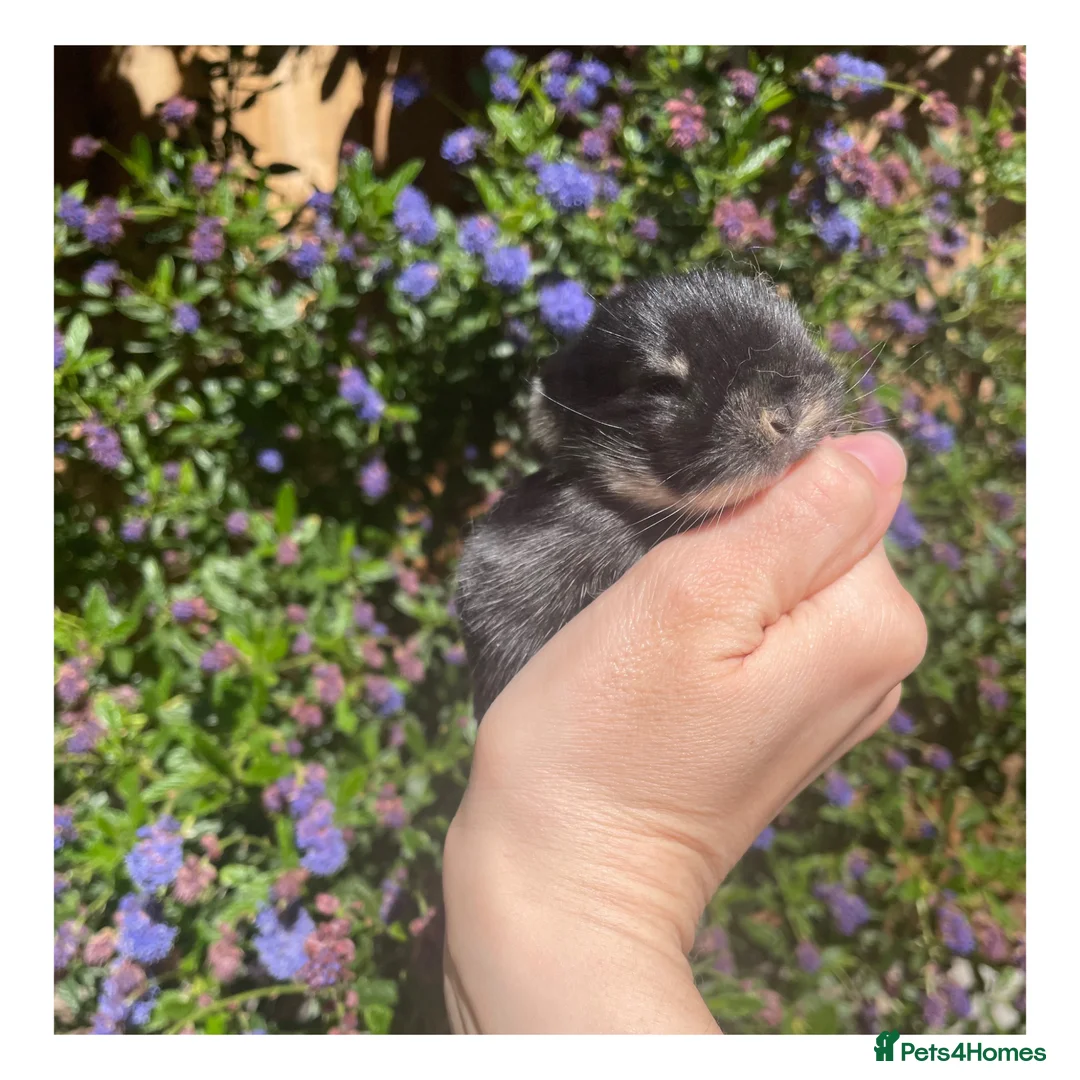 Mini Lop rabbits for sale: ɢᴏʀɢᴇᴏᴜꜱ ᴍɪɴɪ ʟᴏᴘꜱ ꜰᴏʀ ꜱᴀʟᴇ - Advert 6