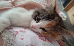 Turkish Angora cats for sale: Beautiful Turkish Angora Calico Female Kitten - Image 9