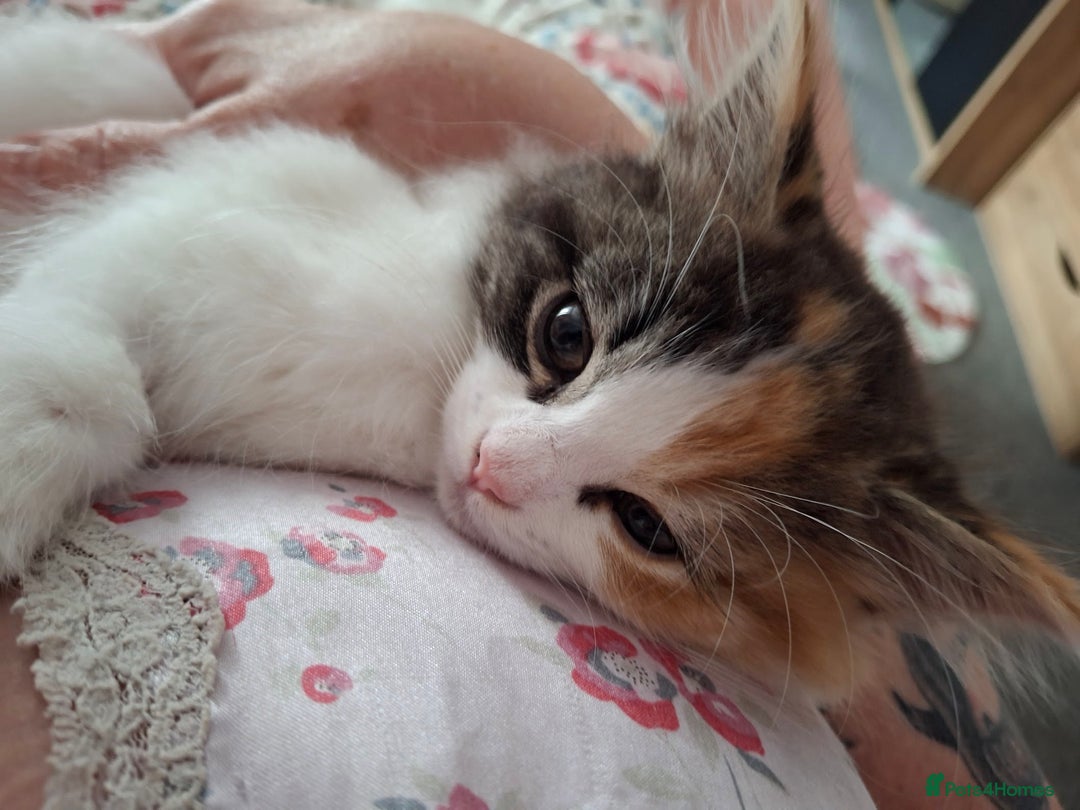 Turkish Angora cats for sale: Beautiful Turkish Angora Calico Female Kitten - Image 9