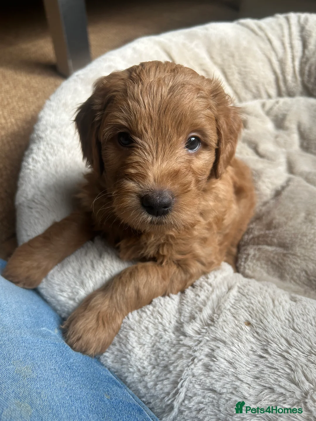 Mini Goldendoodle dogs for sale: F1 Mini Goldendoodle Puppies- Home raised   - Advert 2