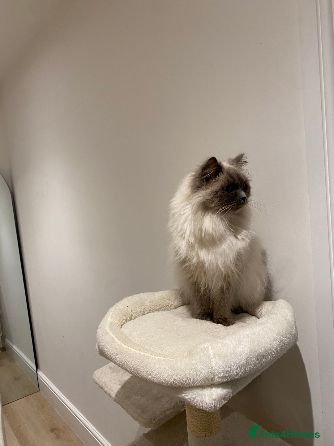 Ragdoll cats for sale: Ragdoll female looking for her forever home - Advert 3