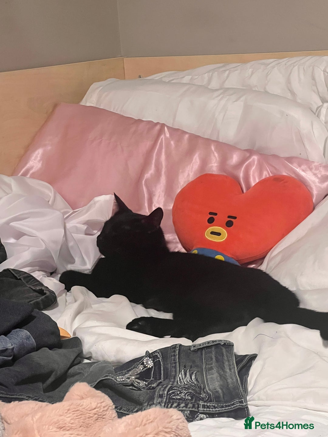 British Shorthair cats for sale: Black British Shorthair - Advert 5