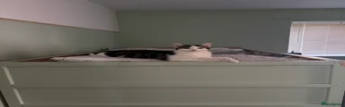 Biscuit 