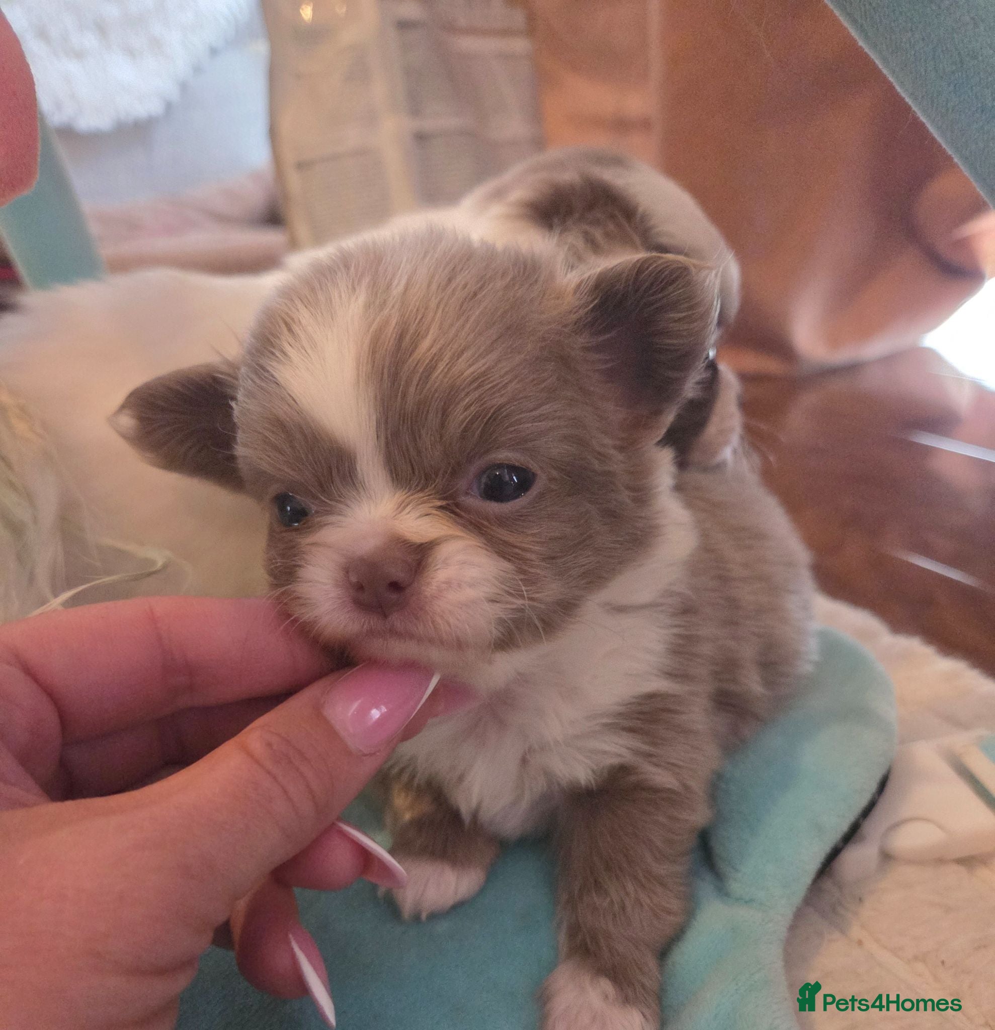 Chihuahua dogs Quality Chihuahua babies - Advert 1
